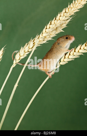 Harvest Mouse (Micromys minutus) - arrampicata con coda prensile, tra gli steli di grano Foto Stock