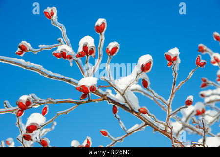 Neve e ghiaccio coperta rosa selvatica succursale con rosa canina, in inverno, Germania Foto Stock