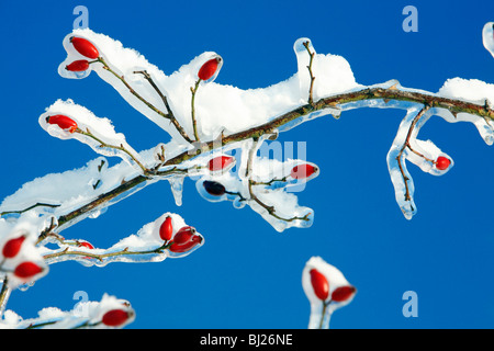 Neve e ghiaccio coperta rosa selvatica succursale con rosa canina, in inverno, Germania Foto Stock