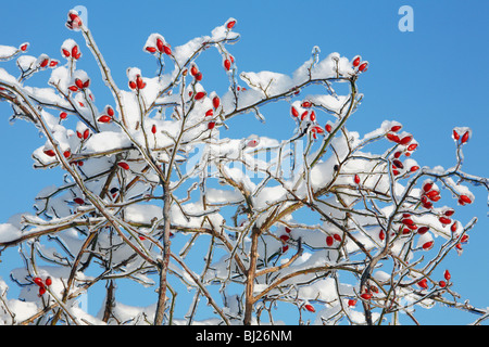 Neve e ghiaccio coperta rosa selvatica succursale con rosa canina, in inverno, Germania Foto Stock