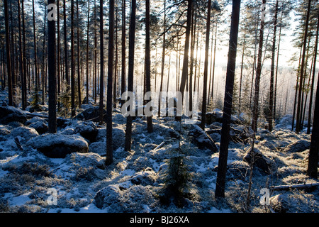 Terreno roccioso nella foresta di taiga di pino finlandese ( pinus sylvestris ) a Inverno , Finlandia Foto Stock