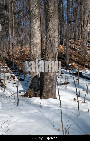 Sciroppo di acero raccolto in Ontario del nord;Canada Foto Stock