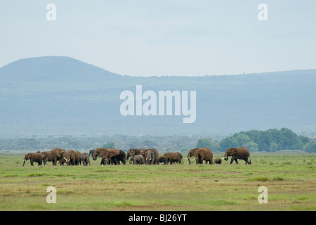 Branco di elefanti Foto Stock