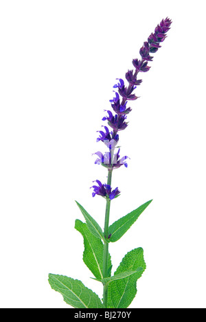 Salbeiblüte freigestellt - salvia fiore isolato 09 Foto Stock