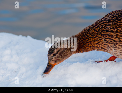 Neve a mangiare duck Foto Stock