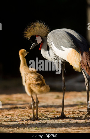 East African coronata gru raccogliere cibo con i loro piccoli. Foto Stock