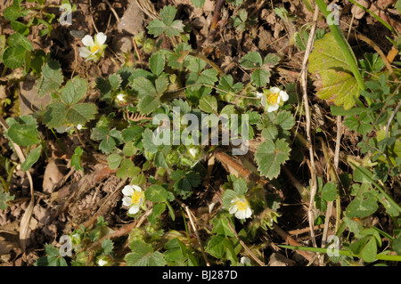 Sterile Fragola, potentilla sterilis Foto Stock