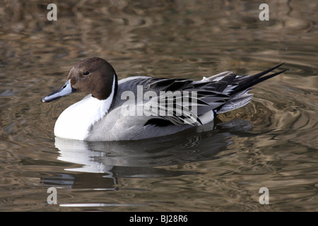 Northern Pintail Anas acuta di nuoto maschio a Martin mera WWT, LANCASHIRE REGNO UNITO Foto Stock