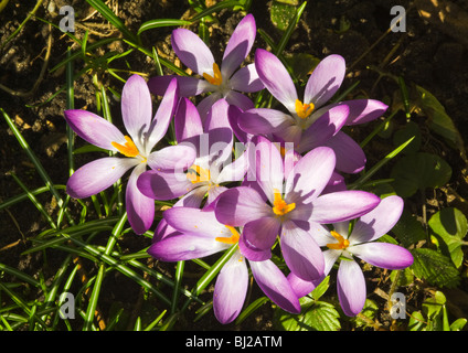 Viola Crocus Fiori in piena primavera fiorisce in un giardino di Cheshire England Regno Unito Regno Unito Foto Stock