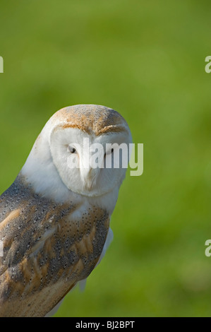 Il barbagianni, Tyto alba, disco del viso che mostra occhio e becco Foto Stock