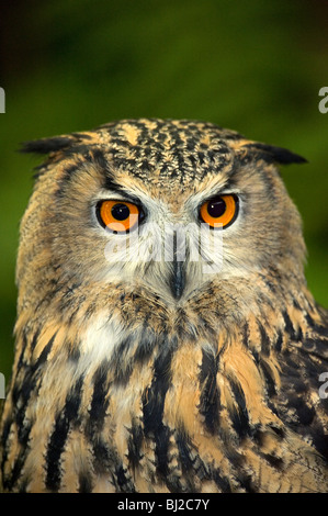 Ritratto Unione gufo reale, Bubo bubo, mostrando gli occhi e becco e ciuffi auricolari. Foto Stock