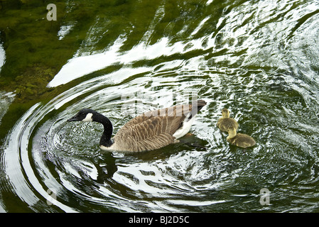 Oche del Canada, Branta canadensis, famiglia nuotare e creare increspature sul lago Foto Stock
