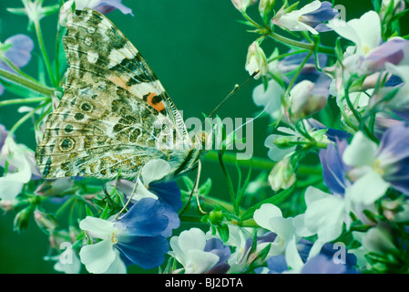 Dipinto di Lady butterfly (Vanessa cardui) tra Blue-eyed Maria fiori (Collinsia verna) in primavera Foto Stock