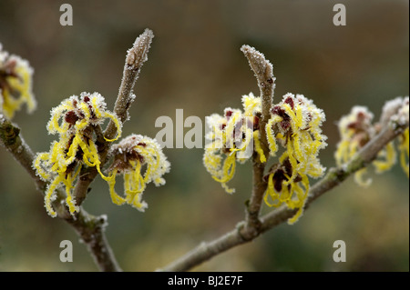 Coperto di brina amamelide, Hamamelis mollis, fiori in inverno Foto Stock