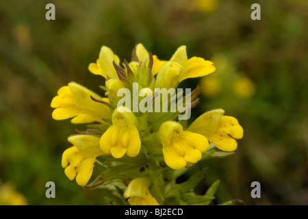 Giallo, Bartsia Parentucellia viscosa Foto Stock