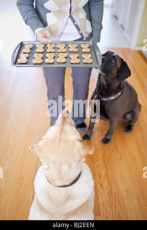 Due cani Labrador Retriever che pregano di biscotti fatti in casa per cani. Foto Stock