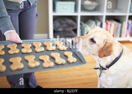 I giovani giallo Labrador Retriever a mendicare per un cane in casa biscotto. Winnipeg, Manitoba, Canada. Foto Stock