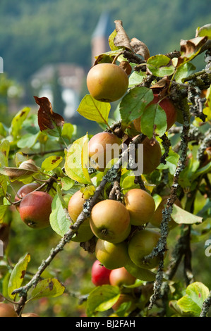 Meli, Castello di Zwingenberg, Valle del Neckar, Baden-Wuerttemberg, Germania Foto Stock