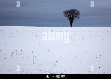 Petoskey, Michigan - albero in un campo nevoso. Foto Stock