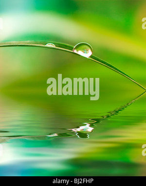 Una goccia di acqua da una foglia causando un ripple sulla superficie riflettente di una giungla verde atmosfera Foto Stock