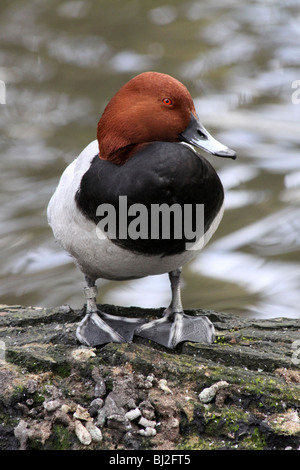 Comune maschio Pochard Aythya ferina in piedi sul log a Martin mera WWT, LANCASHIRE REGNO UNITO Foto Stock