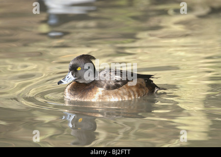 Femmina di moretta Aythya fuligula, nuoto sull'acqua. Foto Stock