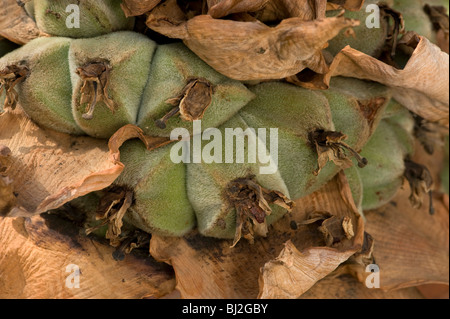 Frutto del Golden Lotus o dwarf banana, Musella lasiocarpa Foto Stock