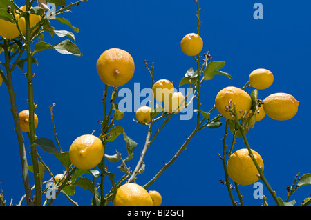 Gruppo di giallo dei limoni appesi sugli alberi con foglie di colore verde Foto Stock