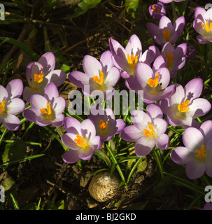Viola Crocus Fiori in piena primavera fiorisce in un giardino di Cheshire England Regno Unito Regno Unito Foto Stock