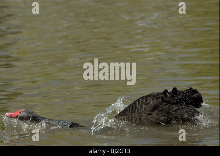 Black Swan la balneazione Foto Stock