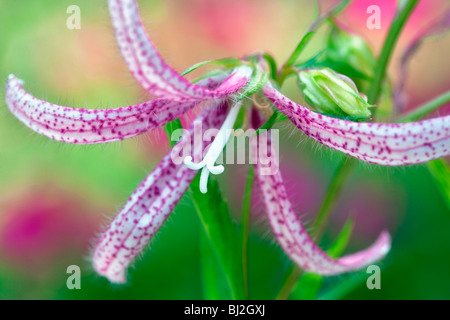 Campanula rosa octopus blossom. Hughes giardini d'acqua. Oregon Foto Stock