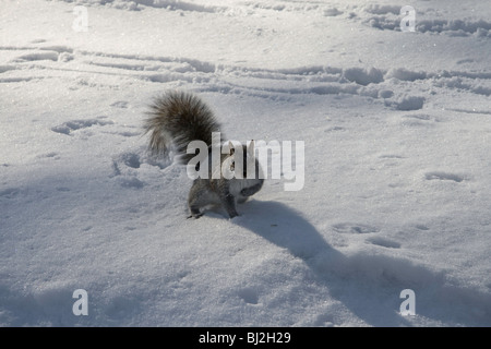 Un curioso scoiattolo grigio a giocare nella neve nel Central Park di New York Foto Stock