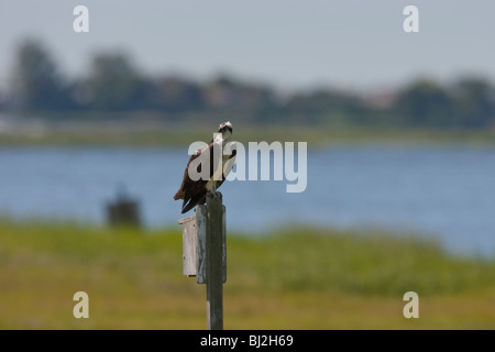 Falco pescatore (Pandion haliaetus carolinensis), arroccato in una palude salata. Foto Stock