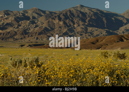 Deserto oro girasoli (Geraea canescens) Foto Stock