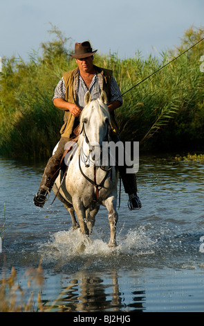 Gardian sul suo cavallo, i cavalli bianchi della Camargue, Provenza, Francia Foto Stock