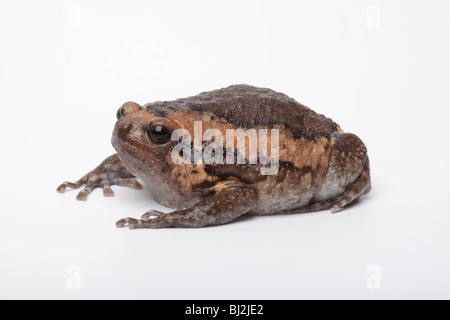 Asian Bullfrog o Chubby Rana, Kaloula pulchra su sfondo bianco Foto Stock