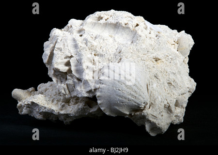 Fossiliferi calcare (roccia sedimentaria) Foto Stock