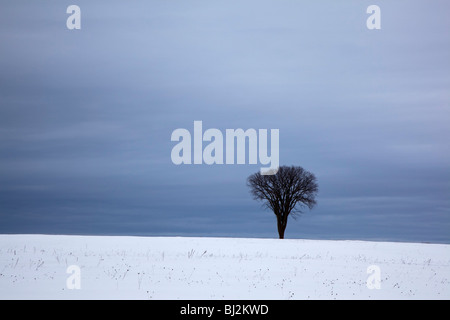 Petoskey, Michigan - albero in un campo nevoso. Foto Stock