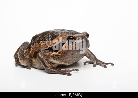 Asian Bullfrog o Chubby Rana, Kaloula pulchra su sfondo bianco Foto Stock