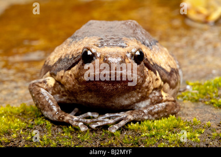 Asian Bullfrog o Chubby Rana, Kaloula pulchra Foto Stock