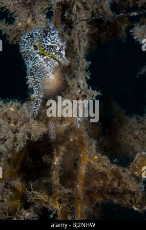 Incinta Shorthead Cavalluccio Marino Hippocampus breviceps, Lana Bay, Australia del Sud. Foto Stock