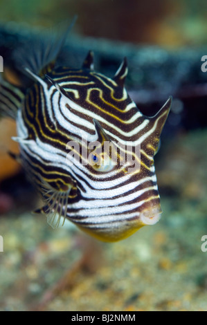 Shaw's Cowfish, Aracana aurita, Edithburg Jetty, South Australia. Foto Stock