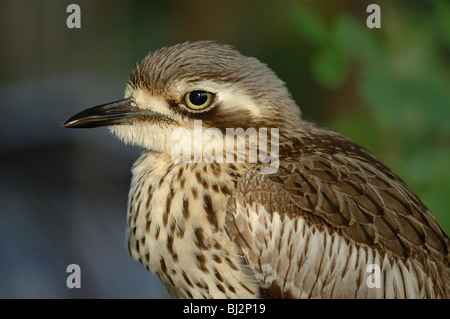Boccola di pietra (Curlew Burhinus grallarius) in Hillsborough National Park, Queensland, Australia, luglio 2006. Foto Stock