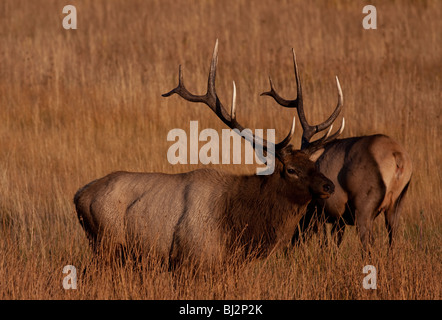 Bull Elk in autunno Foto Stock