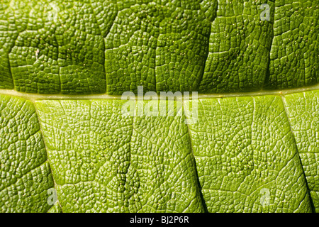 Macro di foglie di dettaglio Foto Stock