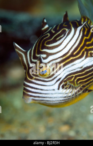 Shaw's Cowfish, Aracana aurita, Edithburg Jetty, South Australia. Foto Stock