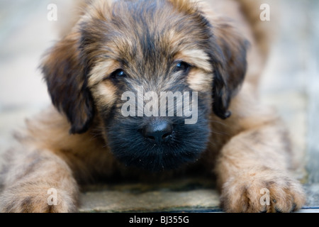 Giovani briard cucciolo Foto Stock