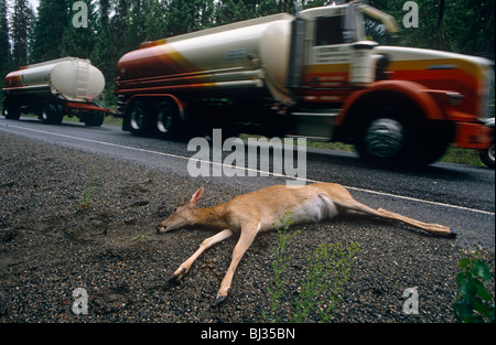 Un giovane cervo giace morto accanto a un'autostrada trafficata su una strada vicino a Fairchild Air Force Base, Spokane, nello Stato di Washington. Foto Stock