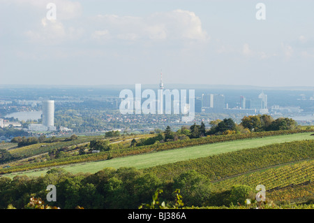 Vigneti intorno a Vienna Foto Stock