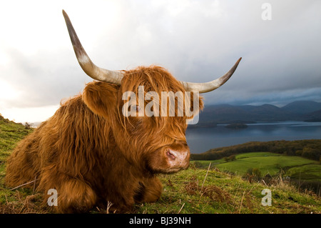 Highland mucca scozzese in appoggio sui campi da loch Foto Stock